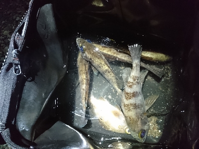 連チャンでメバリング